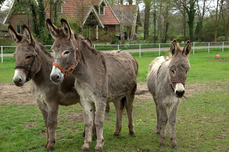 Generalidades del ganado equino asnos