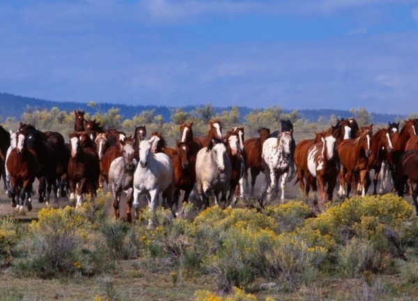 Generalidades sobre Ganado: Caballos