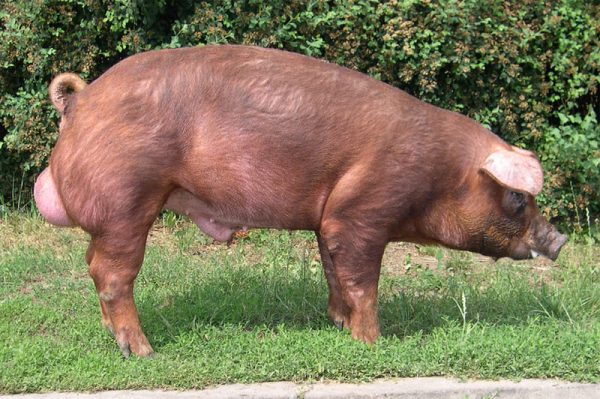 Raza de Ganado Porcino Duroc Jersey