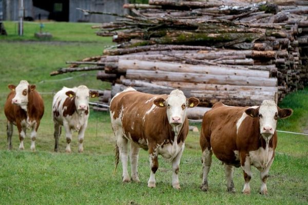 Principales Enfermedades del Ganado bovino