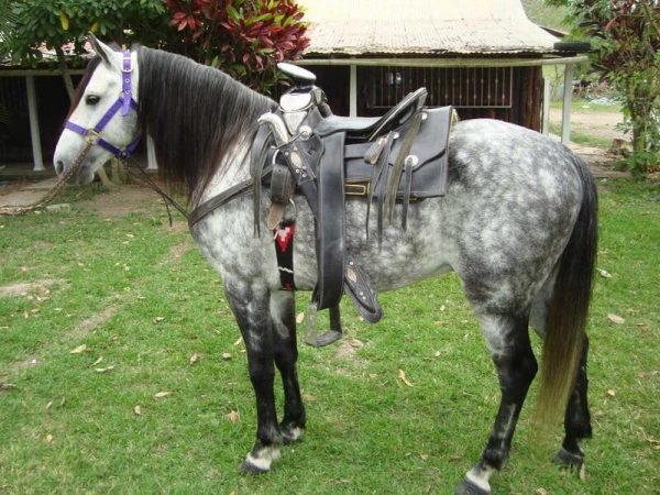 Razas de Ganado equino Caballo Azteca