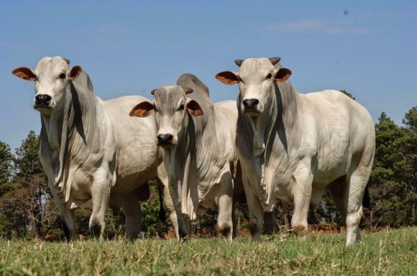 Razas de Ganado Bovino Brahman