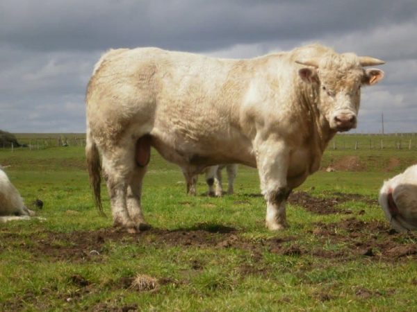 Rancho San Juan productor de ganado Charolais