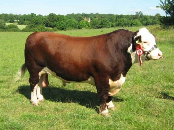 Razas de Ganado Bovino Hereford