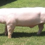 Razas de Ganado Porcino Yorkshire