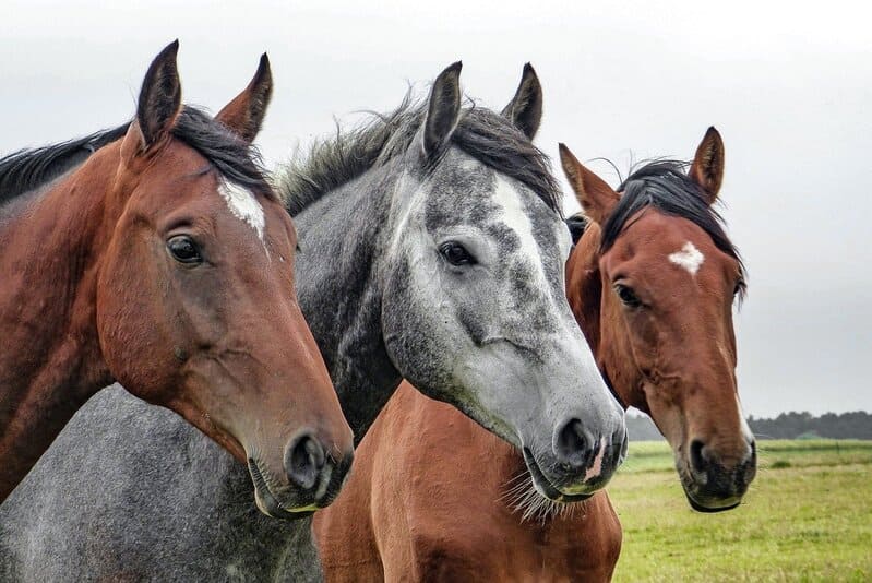 Ganado Equino