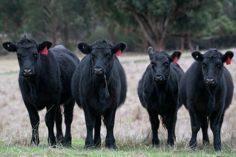 Razas de Ganado Bovino Angus