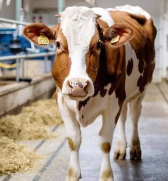 Formulación de Dietas Equilibradas para Vacas Lecheras